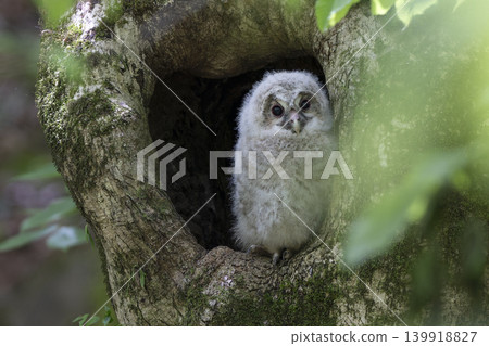 A baby owl takes flight into the unknown. A baby owl takes flight into the unknown. 139918827