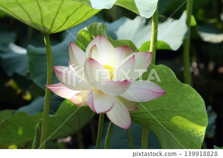 蓮花的語言:心靈的神聖與純潔。 蓮花的語言:心靈的神聖與純潔。 139918828
