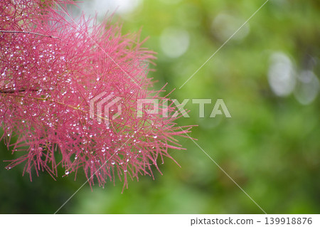 Smoke tree (Haguma tree) Smoke tree (Haguma tree) 139918876