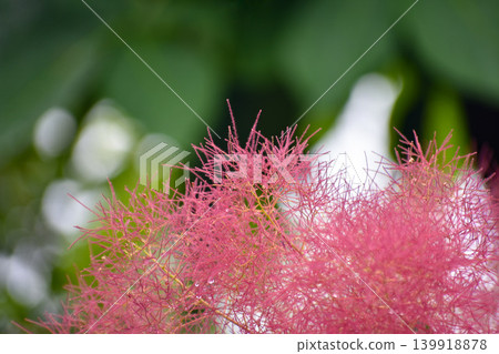 Smoke tree (Haguma tree) Smoke tree (Haguma tree) 139918878