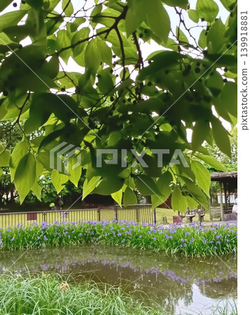 Hackberry and Japanese iris Hackberry and Japanese iris 139918881