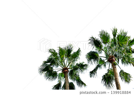 A cutout image featuring two palm trees against a transparent background, positioned in a low-angle shot. A cutout image featuring two palm trees against a transparent background, positioned in a low-angle shot. 139918884