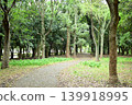 Town Forest 139918995