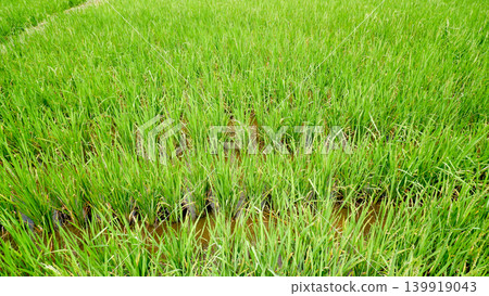 Extensive Green Rice Fields Stretching Towards Distant Mountain Tops Under Clouds Extensive Green Rice Fields Stretching Towards Distant Mountain Tops Under Clouds 139919043