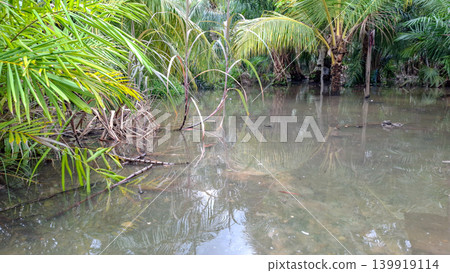Flooded Palm Plantation with Reflections on Murky Water Surface Flooded Palm Plantation with Reflections on Murky Water Surface 139919114