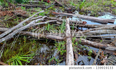 Deforestation Site with Tree Logs Piled in Swampland Water 139919133