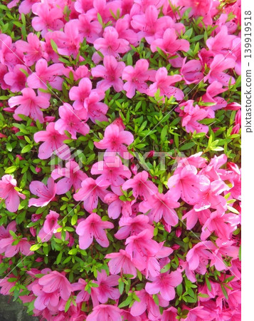 Satsuki flower Satsuki flower 139919518