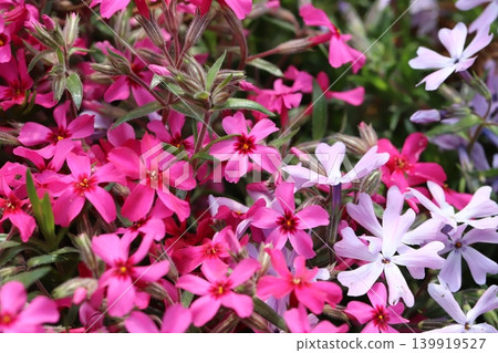 Red, dark pink, and light pink moss phlox flowers bloom in the spring garden. Red, dark pink, and light pink moss phlox flowers bloom in the spring garden. 139919527