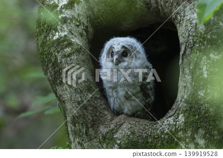 A baby owl takes flight into the unknown. A baby owl takes flight into the unknown. 139919528