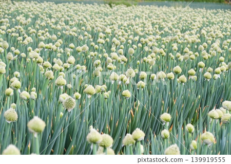 Onions left in the onion field for seed collection, which have produced flower stalks. Onions left in the onion field for seed collection, which have produced flower stalks. 139919555