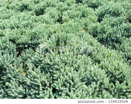 Ground cover plant Juniperus chinensis Ground cover plant Juniperus chinensis 139919599