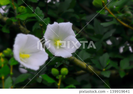 Refreshing white hibiscus flowers Refreshing white hibiscus flowers 139919641