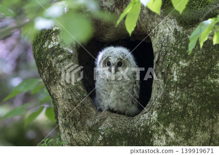 A baby owl takes flight into the unknown. 139919671