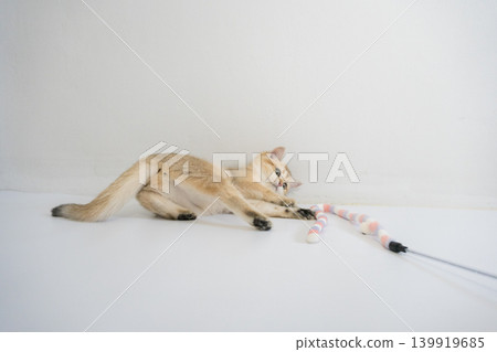 indoor play time for gold british cat kitten with white background indoor play time for gold british cat kitten with white background 139919685