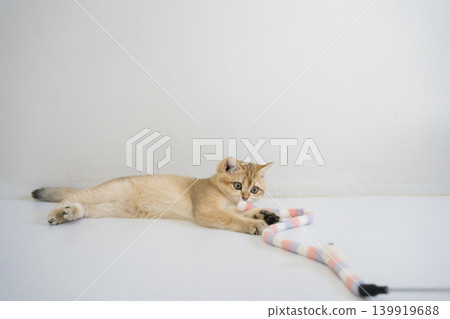 indoor play time for gold british cat kitten with white background indoor play time for gold british cat kitten with white background 139919688