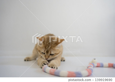 indoor play time for gold british cat kitten with white background 139919690