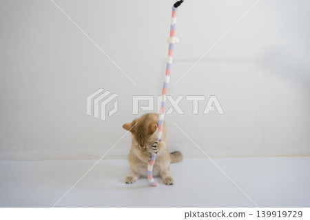 indoor play time for gold british cat kitten with white background 139919729
