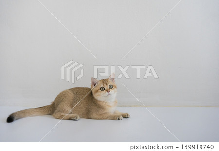 indoor play time for gold british cat kitten with white background indoor play time for gold british cat kitten with white background 139919740