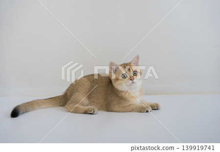 indoor play time for gold british cat kitten with white background indoor play time for gold british cat kitten with white background 139919741