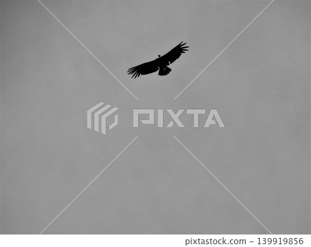 Vulture bird soaring high in clear sky Vulture bird soaring high in clear sky 139919856