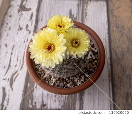 仙人掌花 仙人掌花 139920030