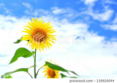 Sunflowers and the blue sky 139920044