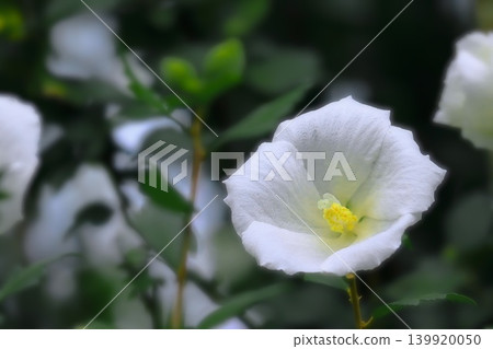 The refreshing white hibiscus flower 139920050