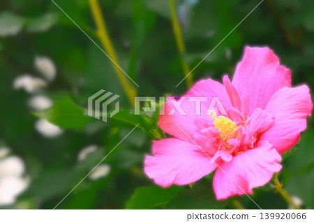 Beautiful double-flowered hibiscus Beautiful double-flowered hibiscus 139920066
