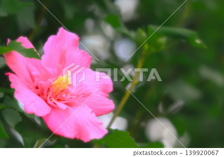 Beautiful reddish-purple hibiscus flowers 139920067