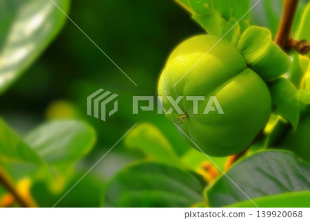 Unripe green persimmon Unripe green persimmon 139920068