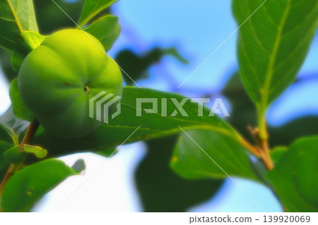 Unripe green persimmon 139920069