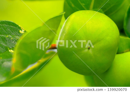 未成熟的青柿子 未成熟的青柿子 139920070