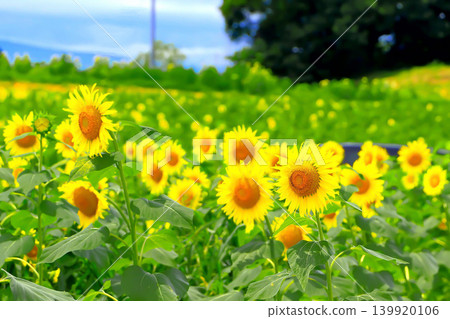 A cluster of sunflowers in full bloom A cluster of sunflowers in full bloom 139920106