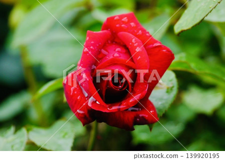 Red roses in the raindrops of a sudden downpour Red roses in the raindrops of a sudden downpour 139920195