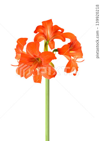 amaryllis flower on long green stem on white background, object isolated, vertical shot alignment amaryllis flower on long green stem on white background, object isolated, vertical shot alignment 139920218