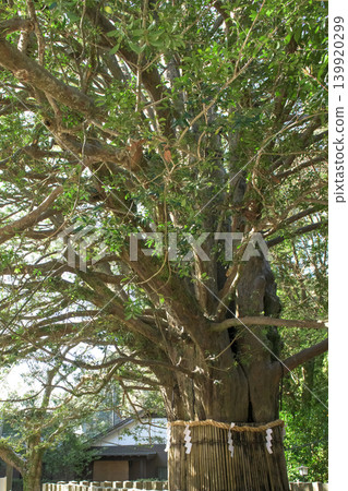 Kumano Hayatama Taisha Shrine: A sacred Nagi tree standing beside the approach to the shrine, Wakayama Prefecture Kumano Hayatama Taisha Shrine: A sacred Nagi tree standing beside the approach to the shrine, Wakayama Prefecture 139920299
