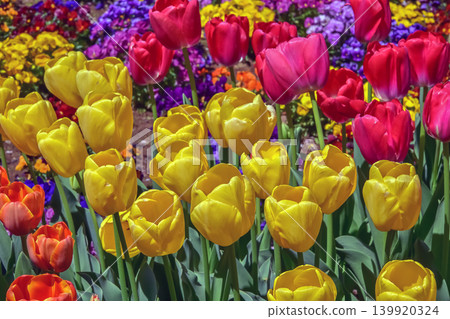 Beautiful tulip flower Beautiful tulip flower 139920324