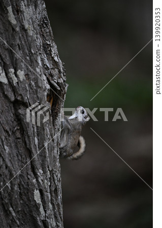 Ezo flying squirrel ⑫ (Hokkaido) Ezo flying squirrel ⑫ (Hokkaido) 139920353