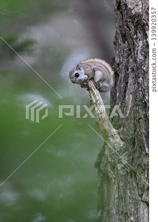 Ezo flying squirrel #16 (Hokkaido) Ezo flying squirrel #16 (Hokkaido) 139920357