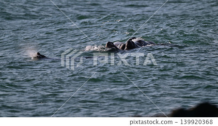 北海獅168(北海道) 北海獅168(北海道) 139920368