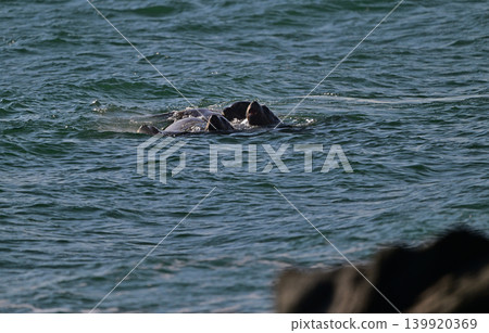 Steller sea lion 169 (Hokkaido) Steller sea lion 169 (Hokkaido) 139920369