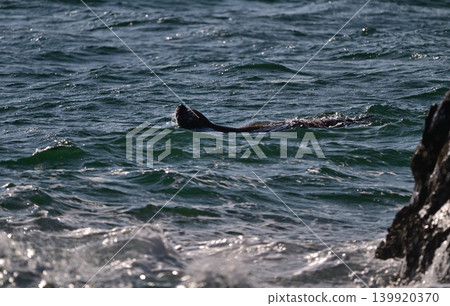 北海獅170(北海道) 北海獅170(北海道) 139920370
