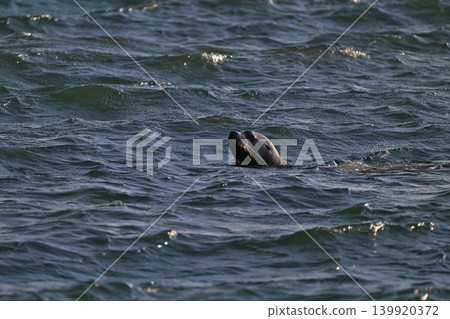 北海獅172（北海道） 139920372