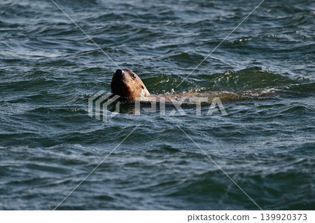 Steller sea lion 173 (Hokkaido) Steller sea lion 173 (Hokkaido) 139920373