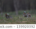 Snow Rabbit 255 (Hokkaido) 139920392
