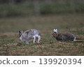 Snow Rabbit 256 (Hokkaido) 139920394
