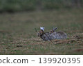 Snow Hare 257 (Hokkaido) 139920395