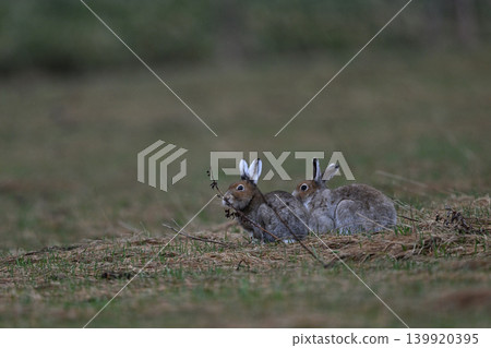 Snow Hare 257 (Hokkaido) Snow Hare 257 (Hokkaido) 139920395