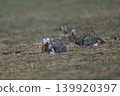 Snow Rabbit 258 (Hokkaido) 139920397