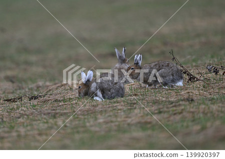 Snow Rabbit 258 (Hokkaido) Snow Rabbit 258 (Hokkaido) 139920397